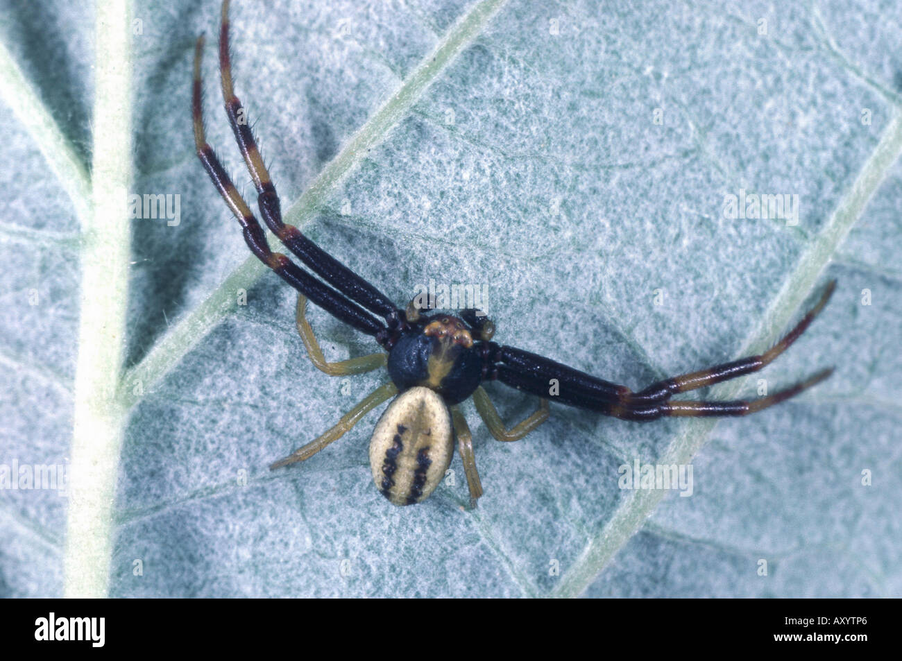goldenrod crab spider (Misumena vatia), male Stock Photo