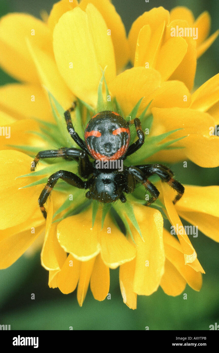 crab spider (Synaema plorator), female Stock Photo Alamy