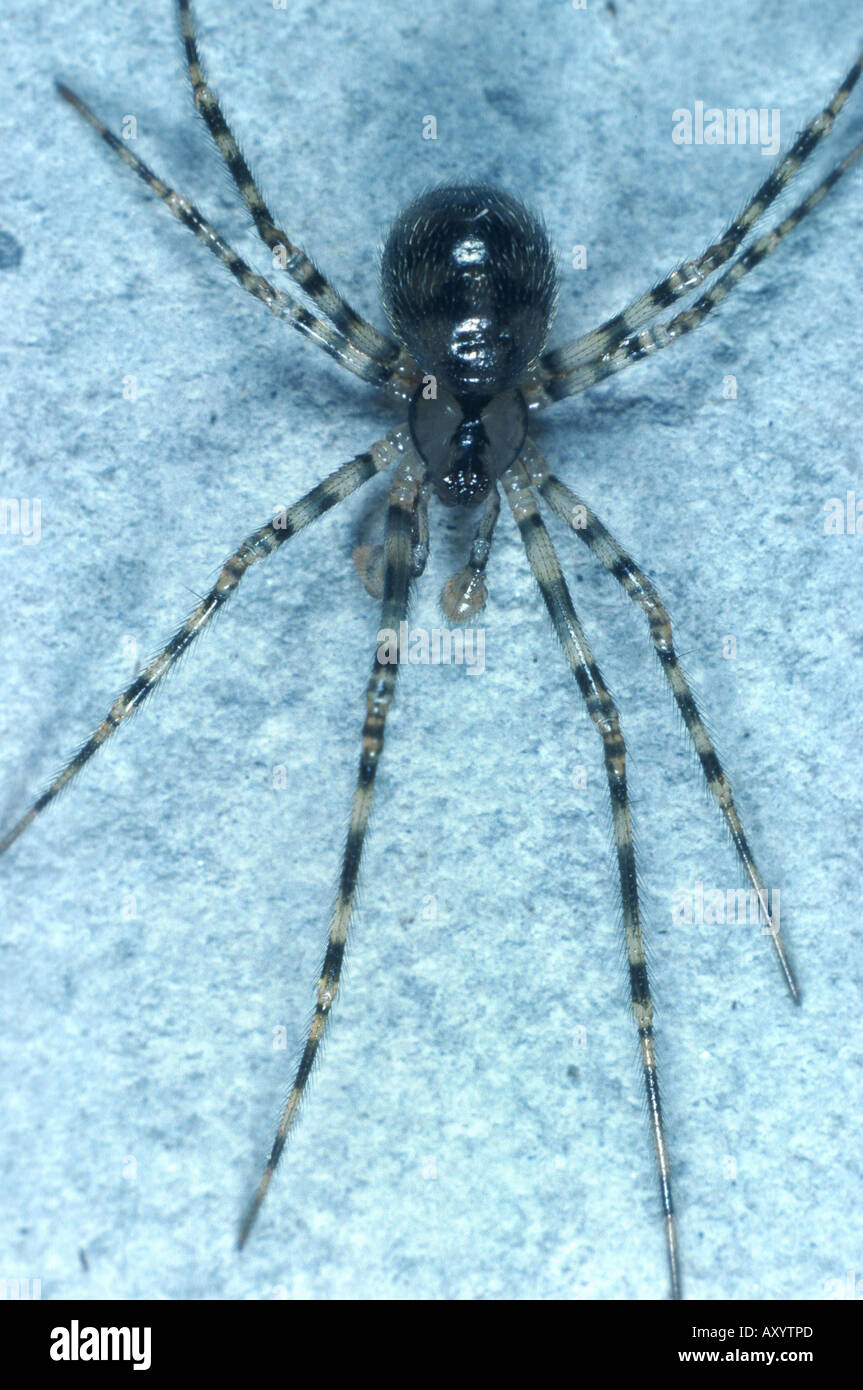 cave cobweb spider, scaffold web spider (Nesticus cellulanus) Stock Photo