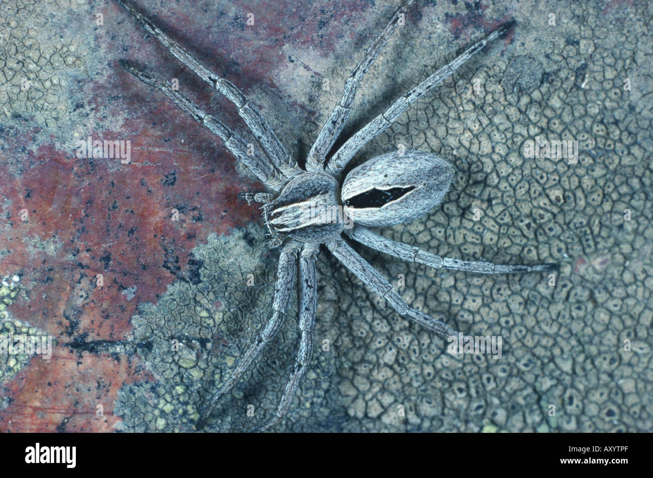 running crab spiders, philodromids, philodromid spiders (Thanatus