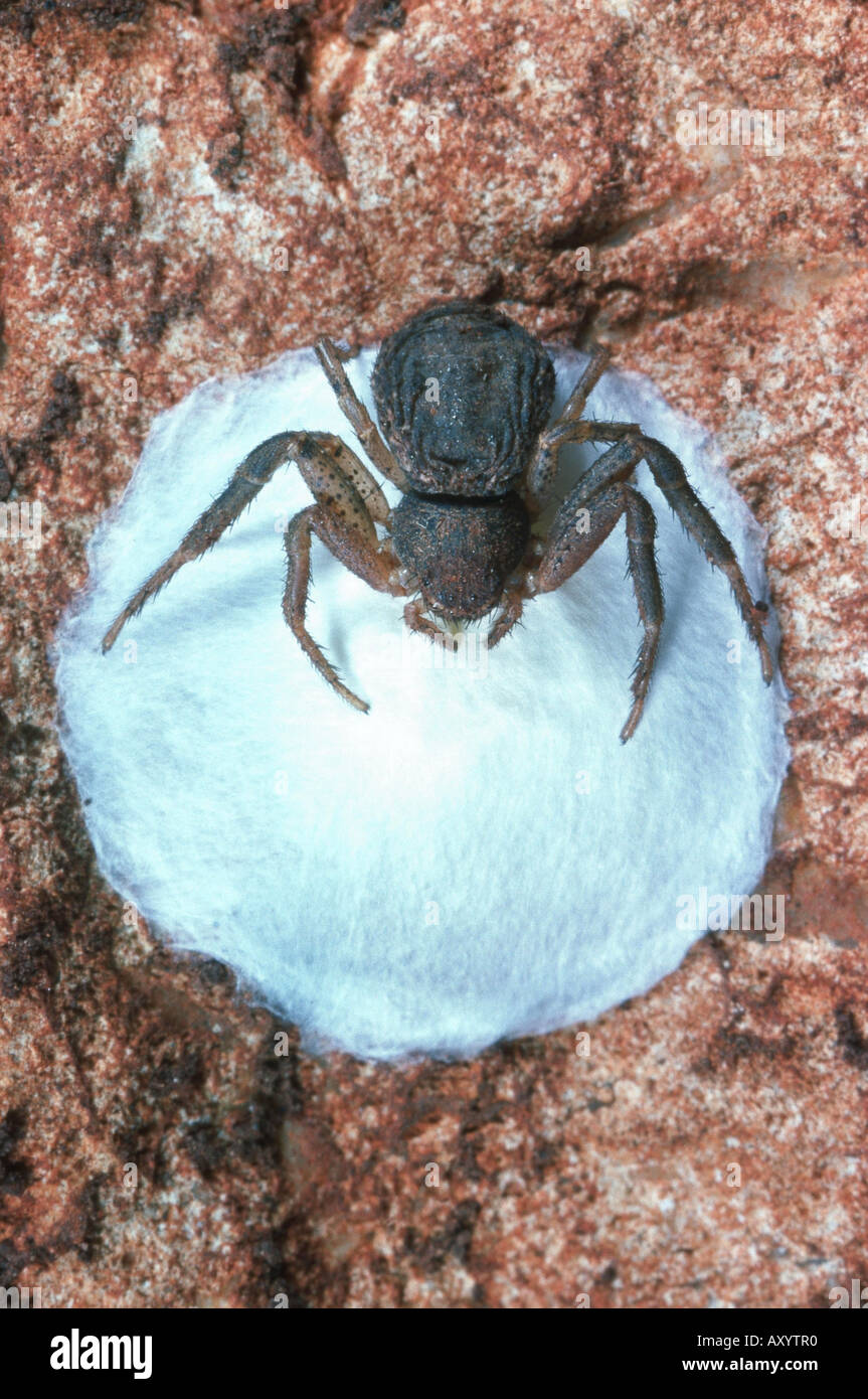 Crab spiders egg hires stock photography and images Alamy