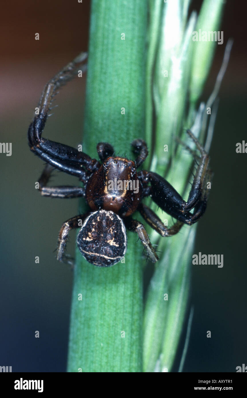 crab spider (Xysticus audax), male Stock Photo