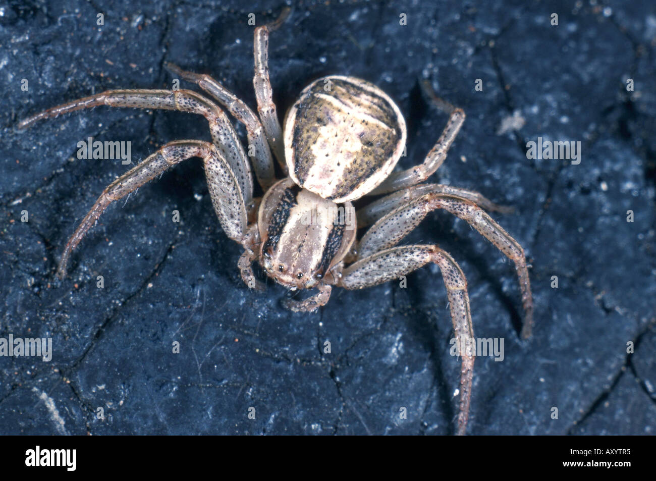 crab spider (Xysticus ulmi) Stock Photo