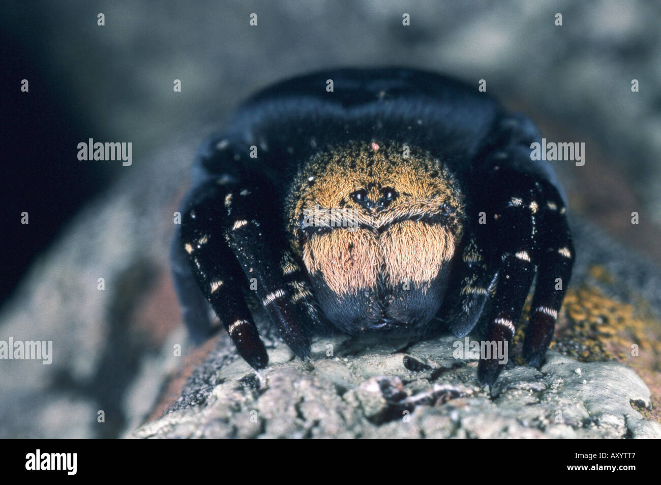 ladybird spider (Eresus niger, Eresus cinnaberinus), female Stock Photo