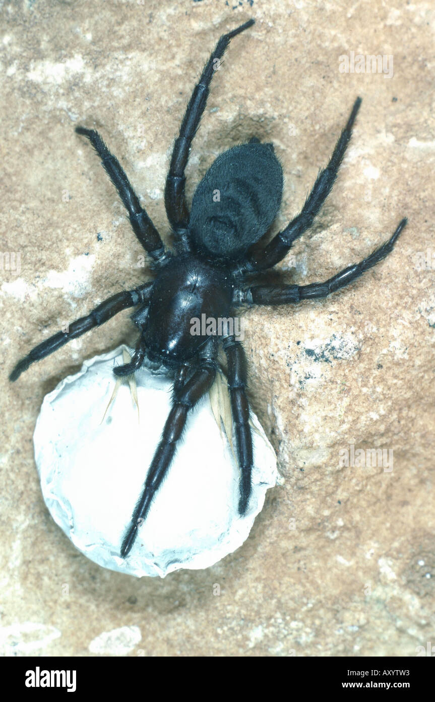 hunting spiders, ground spiders (Gnaphosa lucifuga (lugubris)) Stock Photo