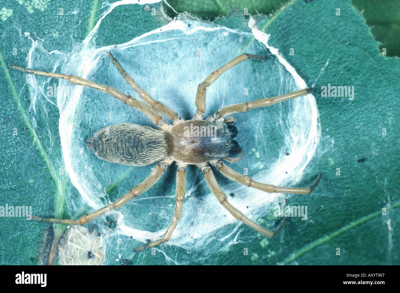 sac spider (Clubiona phragmitis) Stock Photo