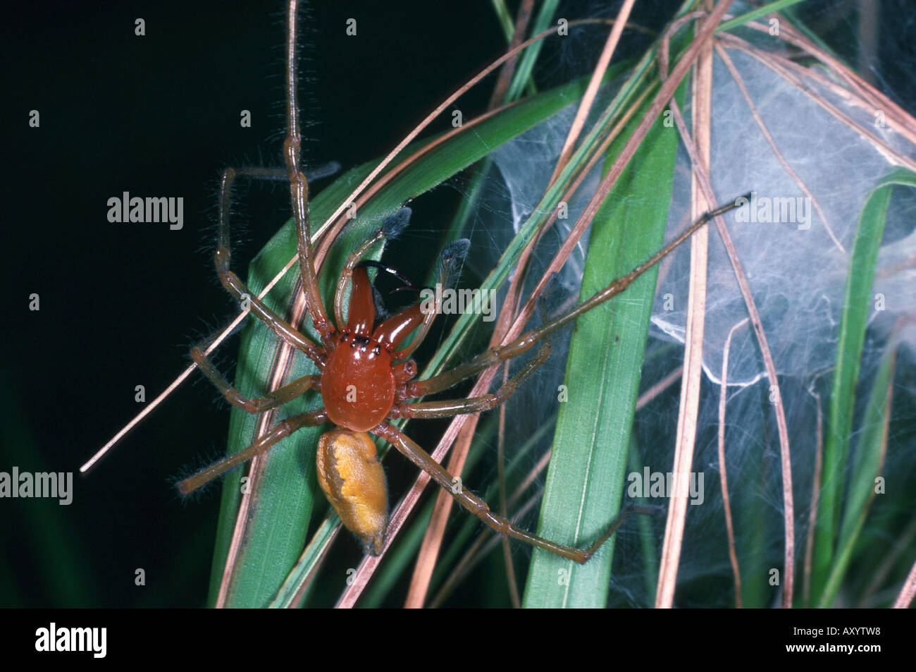 European sac spider (Cheiracanthium punctorium) Stock Photo
