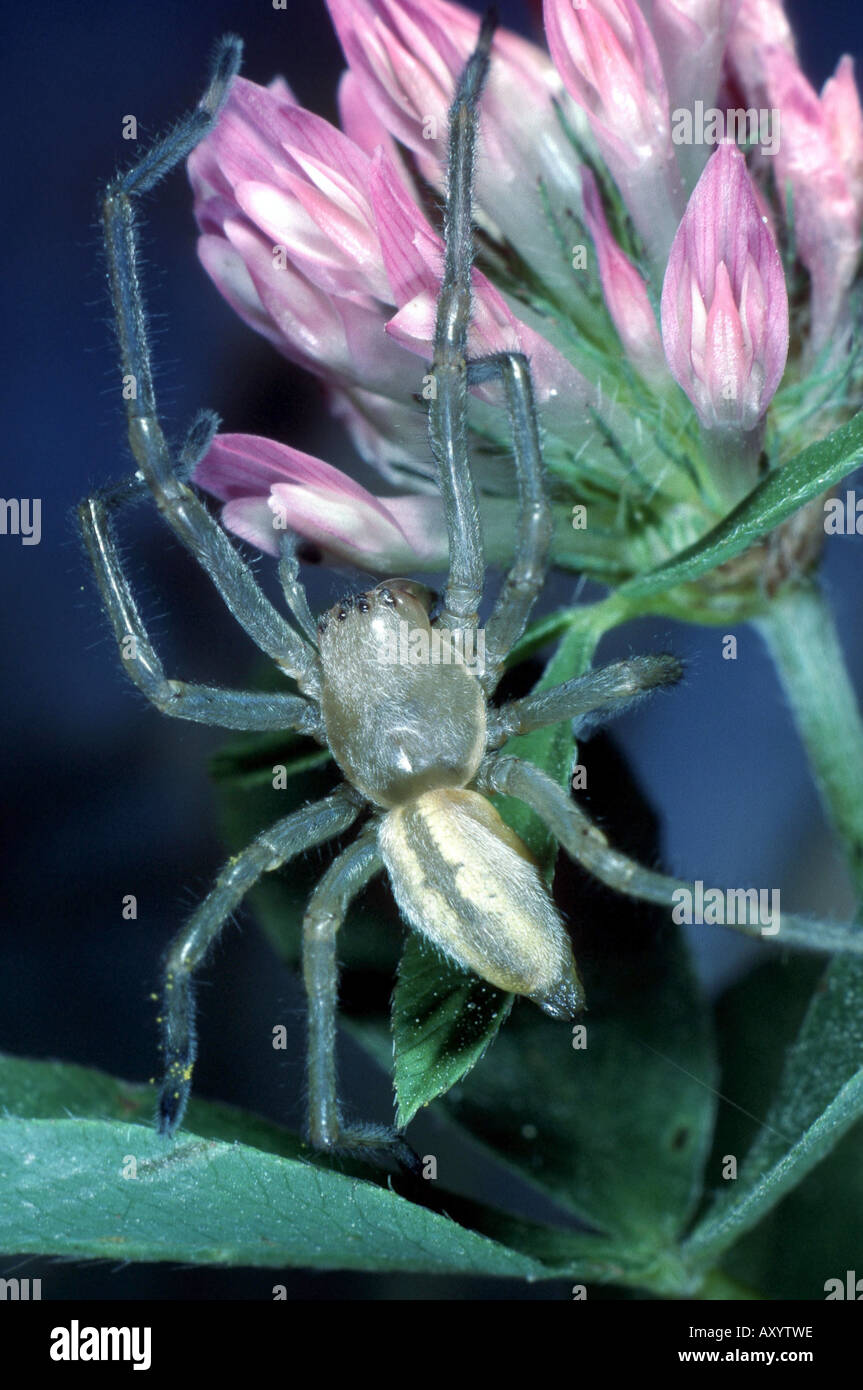 European sac spider (Cheiracanthium punctorium), juvenile Stock Photo