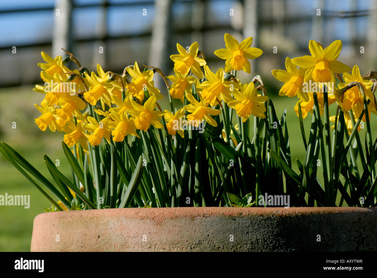 Mass of flowering Narcissus Tete a Tete in terracotta pot in spring Stock Photo