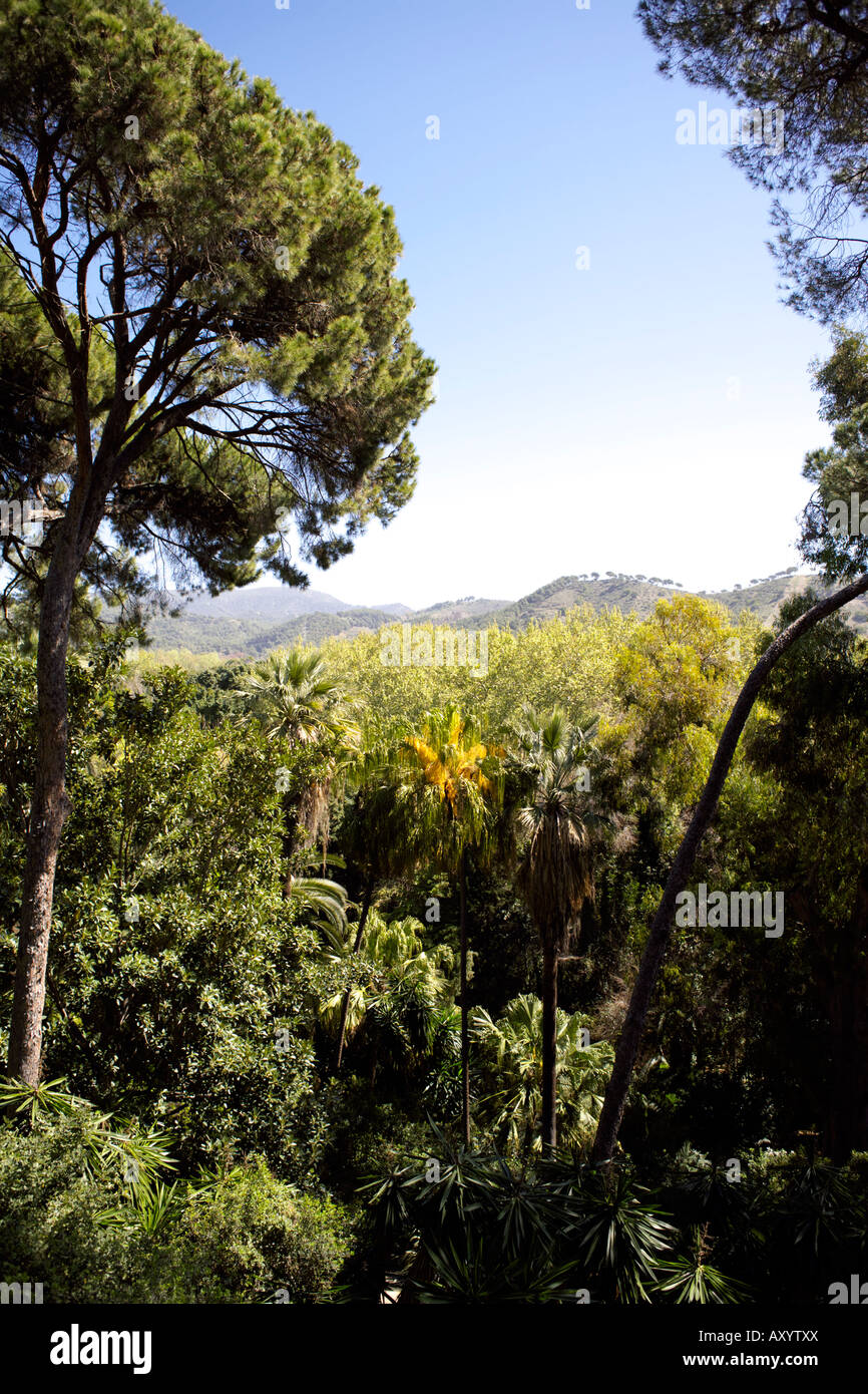 Palm trees and pine trees in the Mountains of Malaga, Andalucia, Spain  Stock Photo - Alamy