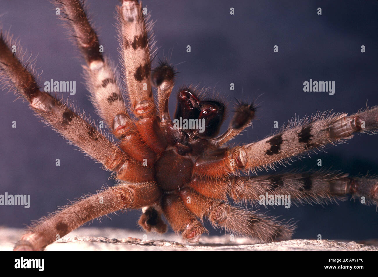 wolf spider, exuvia Stock Photo