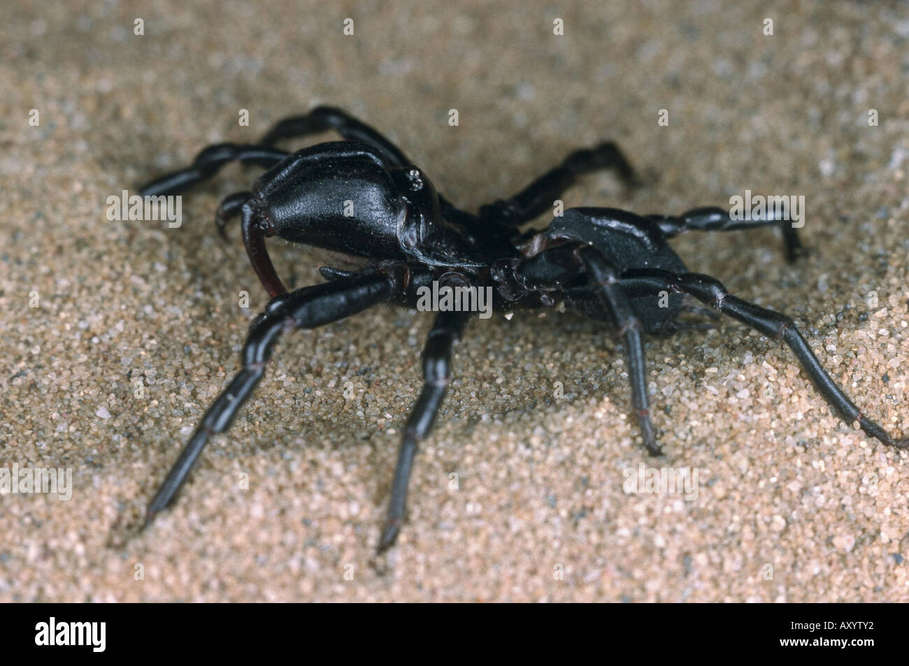 purse-web spider (Atypus affinis) Stock Photo