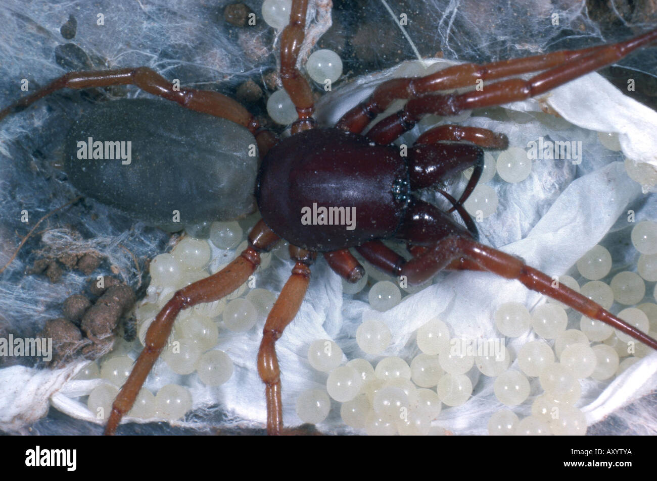 woodlouse spider (Dysdera crocota Stock Photo Alamy