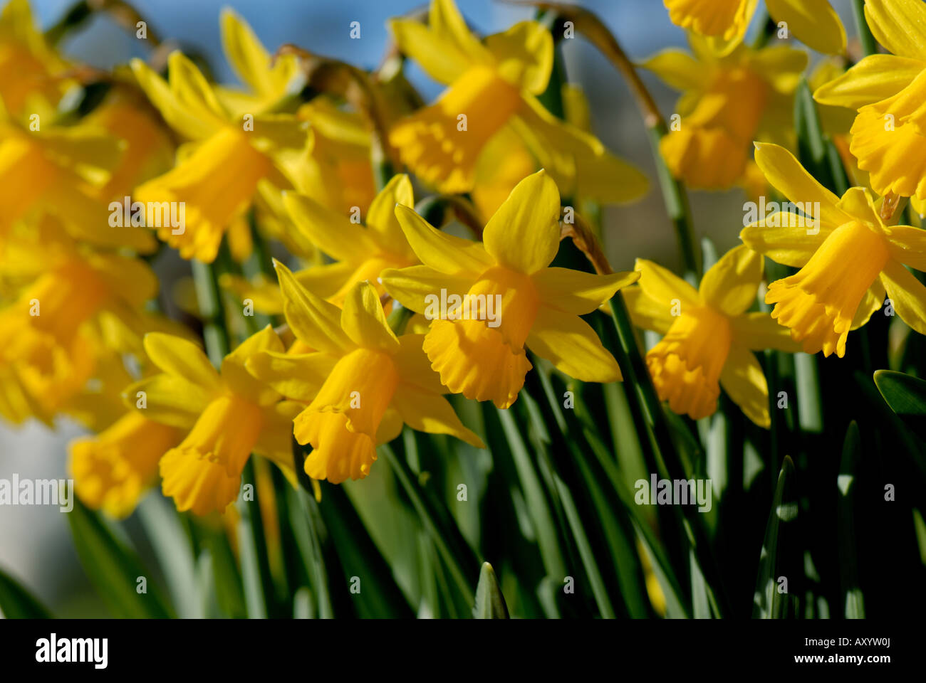 Mass of flowering Narcissus Tete a Tete in terracotta pot in spring Stock Photo