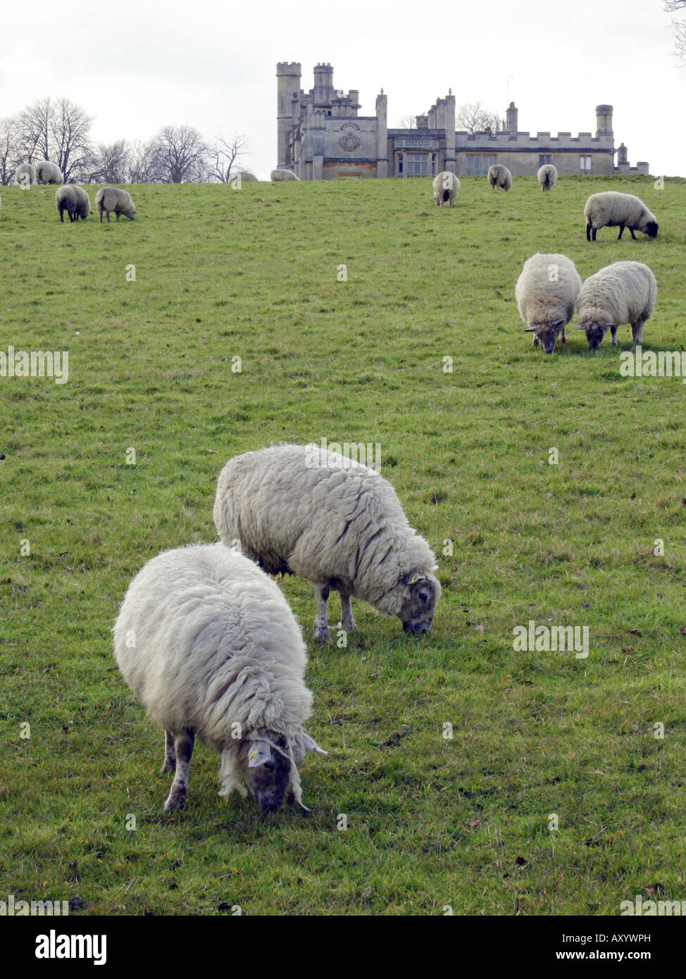 UK SHEEP GRAZING AT FARLEIGH HOUSE ESTATE IN WILTSHIRE Photo © Julio Etchart Stock Photo Alamy