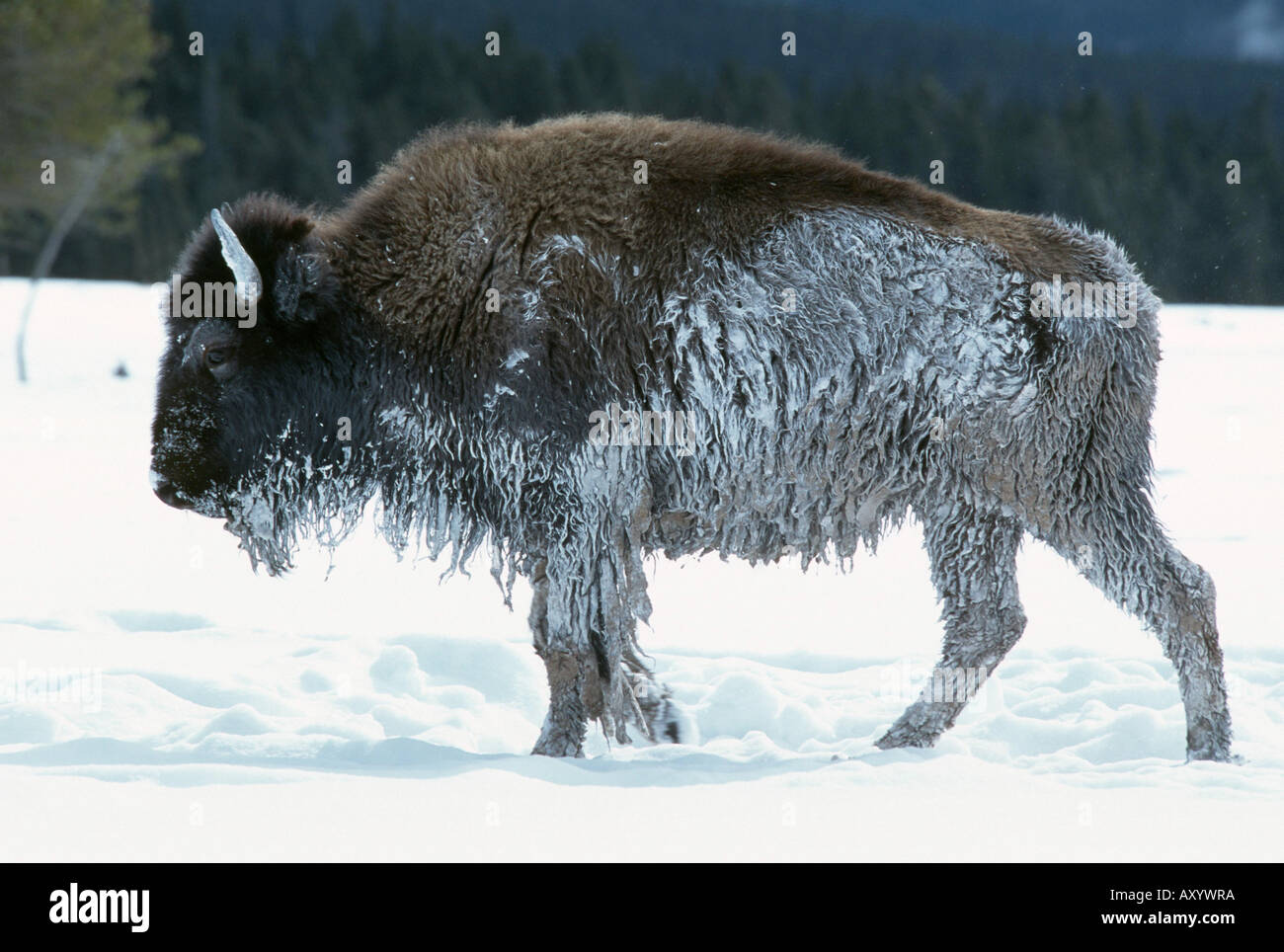 American bison, buffalo (Bison bison), in snow, USA, Wyoming Stock Photo -  Alamy