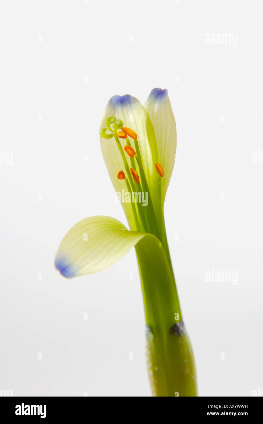 queen's tear flower close-up (billbergia nutans, bromeliaceae) Stock Photo