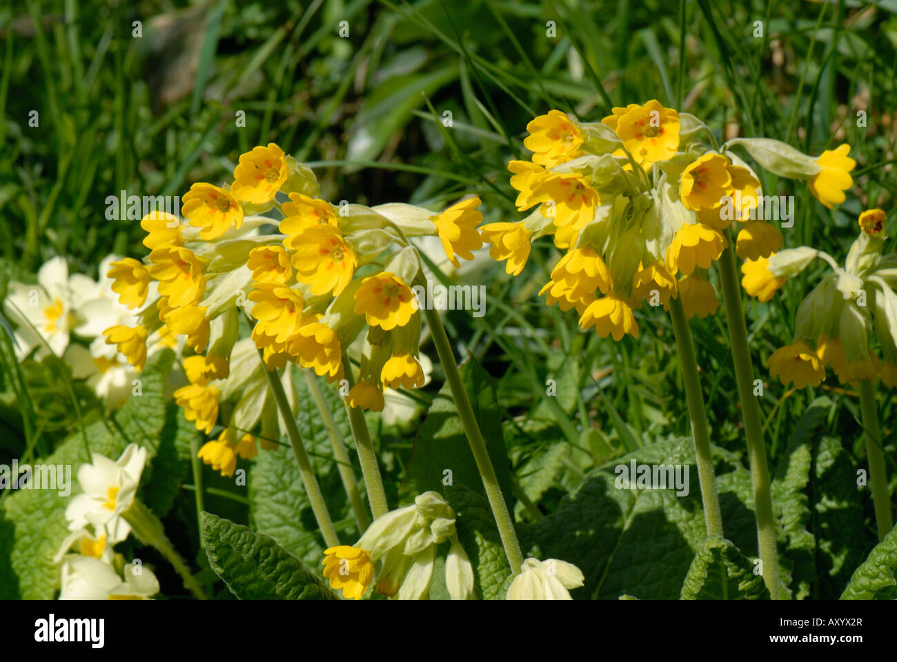 Cowslip Primula veris flowering plants in a grass bank Devon Stock Photo