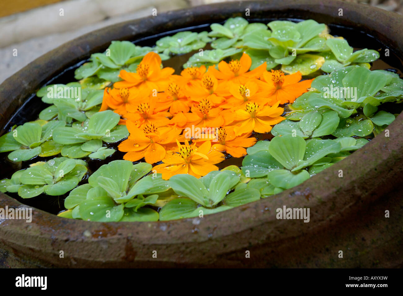 cosmos flowers (bidens sulphurea, asteraceae) and water cabbage (pistia