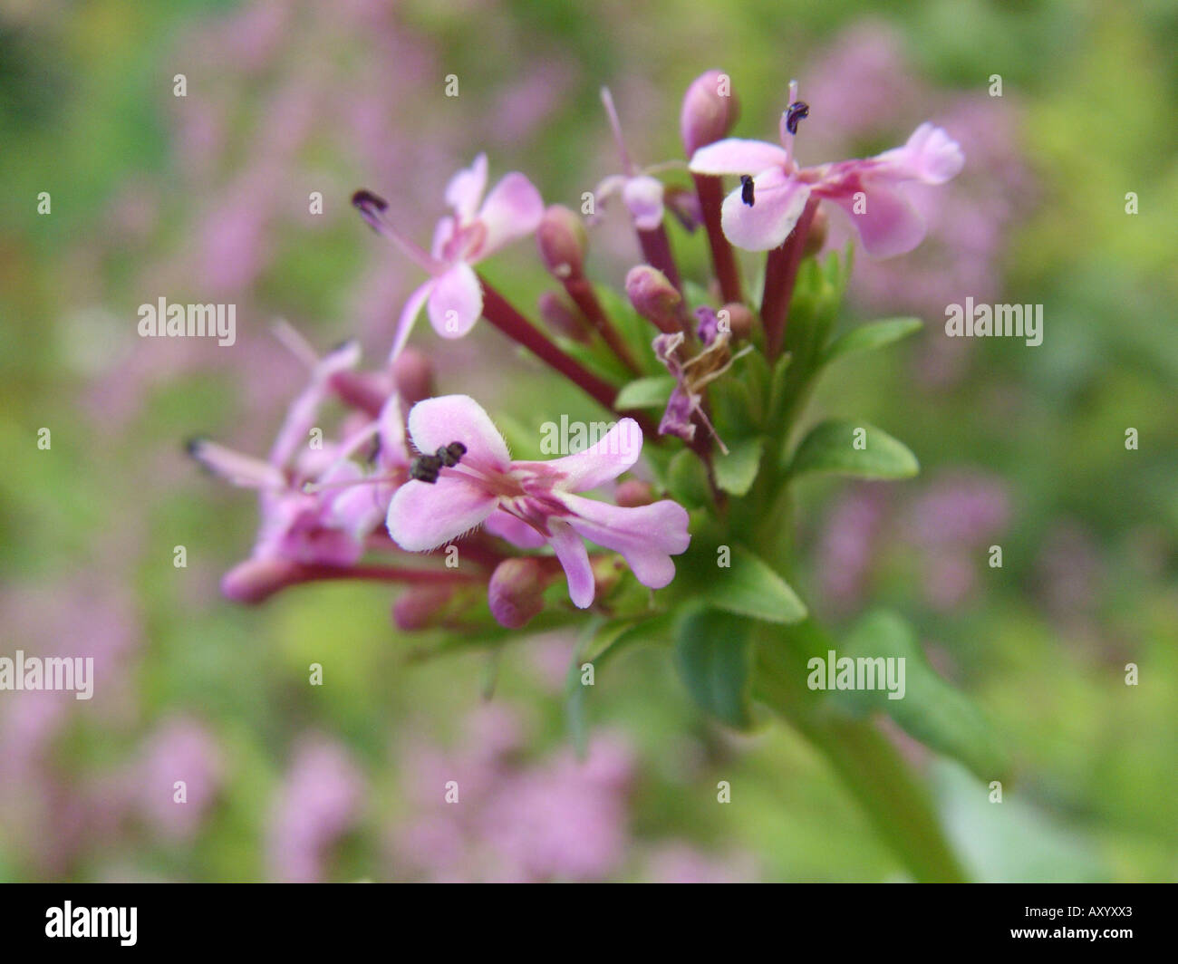 African valerian, horn-of.plenty (Fedia cornucopiae), flowers Stock Photo