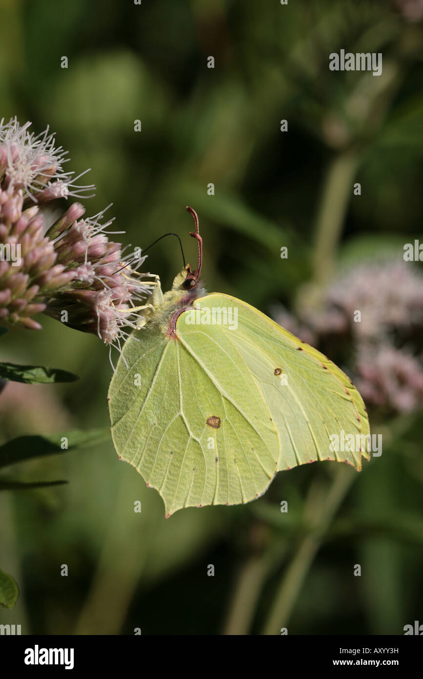 Brimstone butterfly Stock Photo