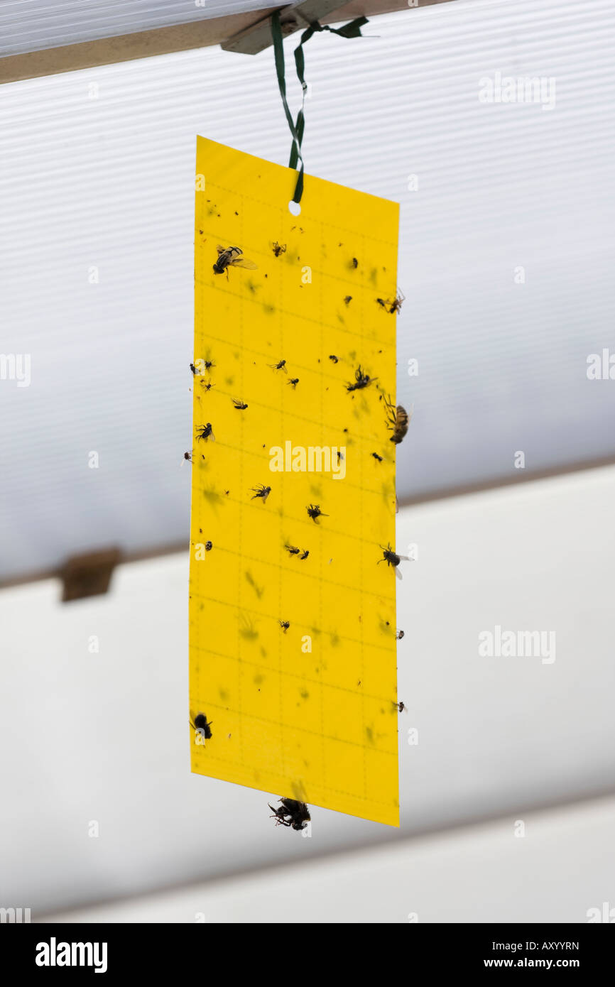 Dead flies on sticky yellow fly paper Stock Photo 16946888 Alamy