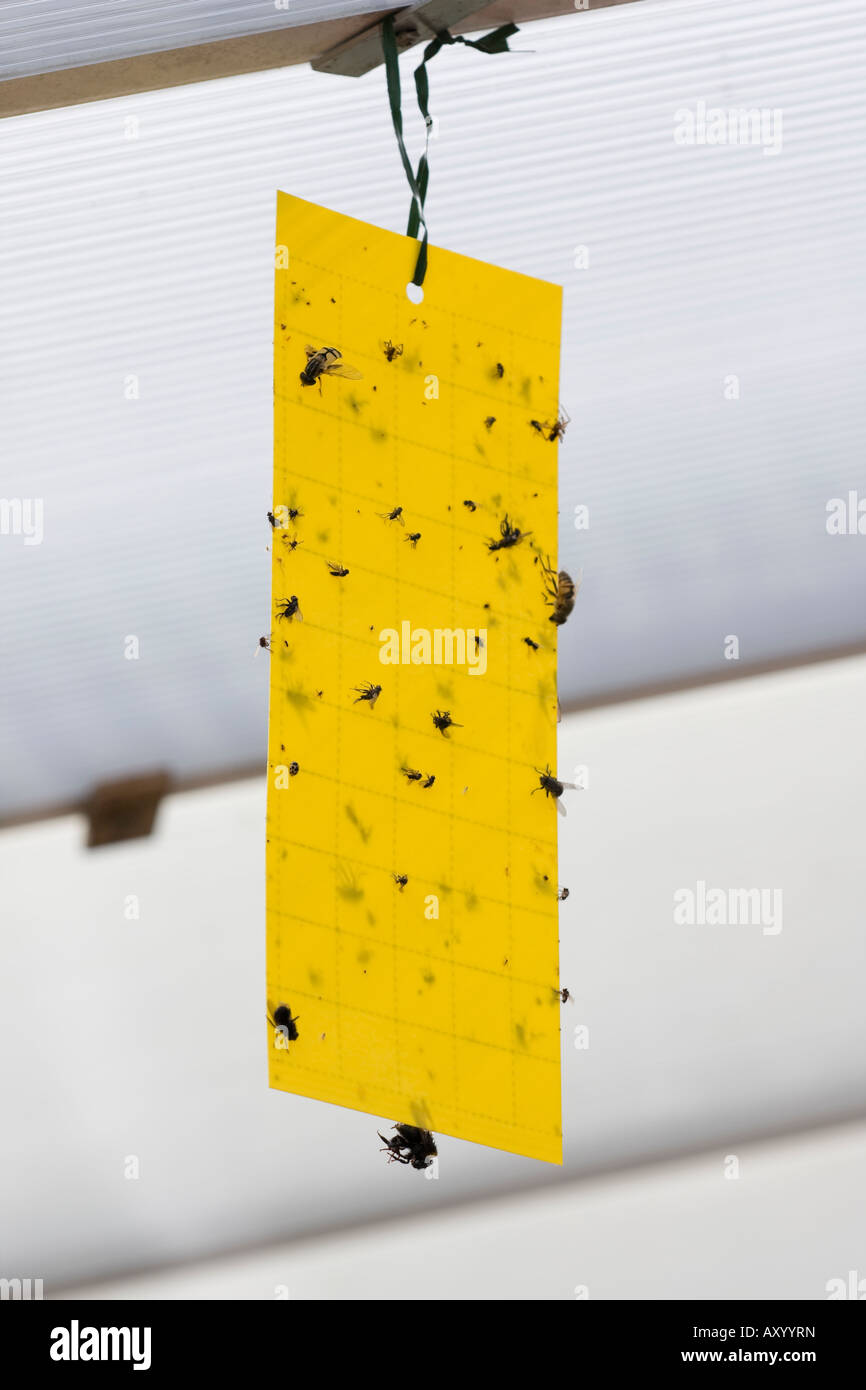 Dead flies on sticky yellow fly paper hanging up indoors Stock Photo - Alamy