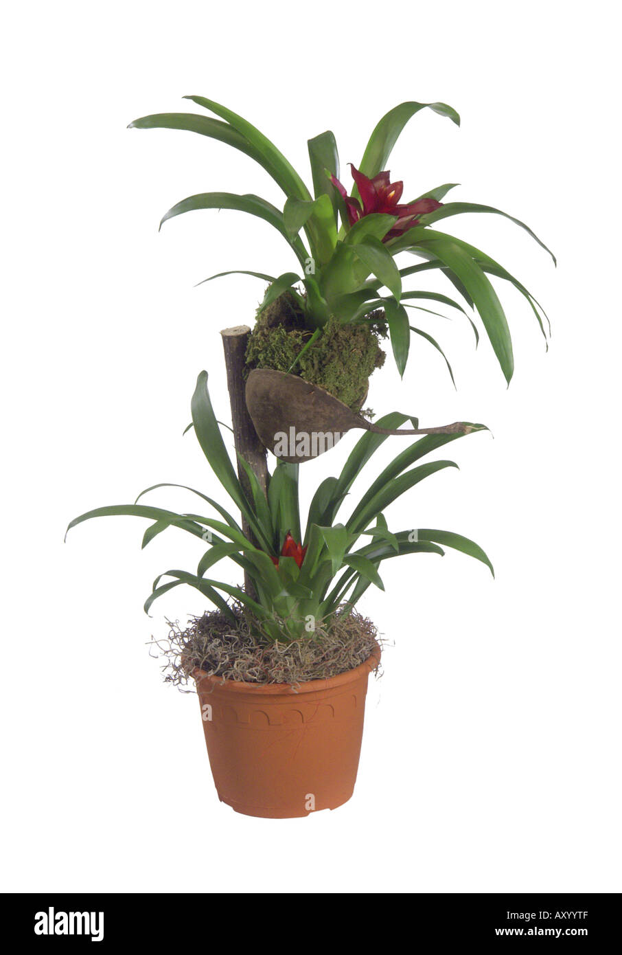 guzmania hybrid (Guzmania Hybride), potted plants Stock Photo