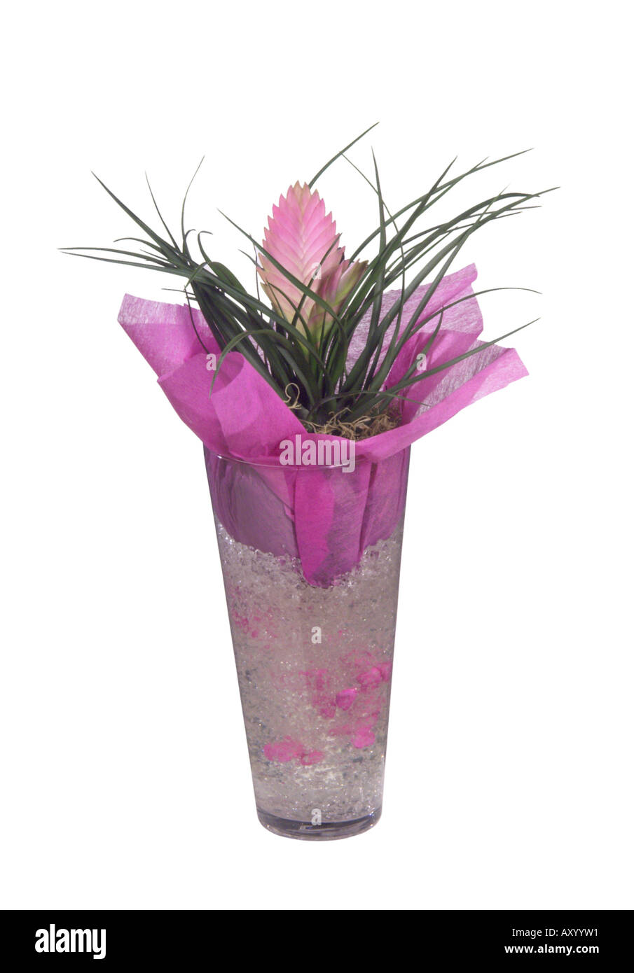 Pink Quill (Tillandsia cyanea), potted plants Stock Photo