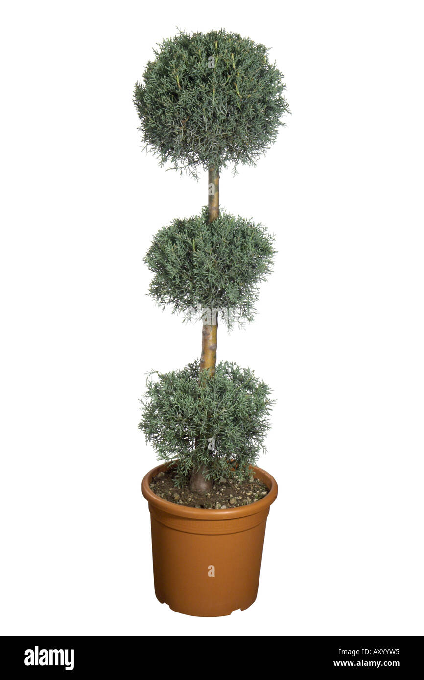 smooth Arizona cypress (Cupressus glabra, Cupressus arizonica ssp. glabra), potted plant, three bowls Stock Photo