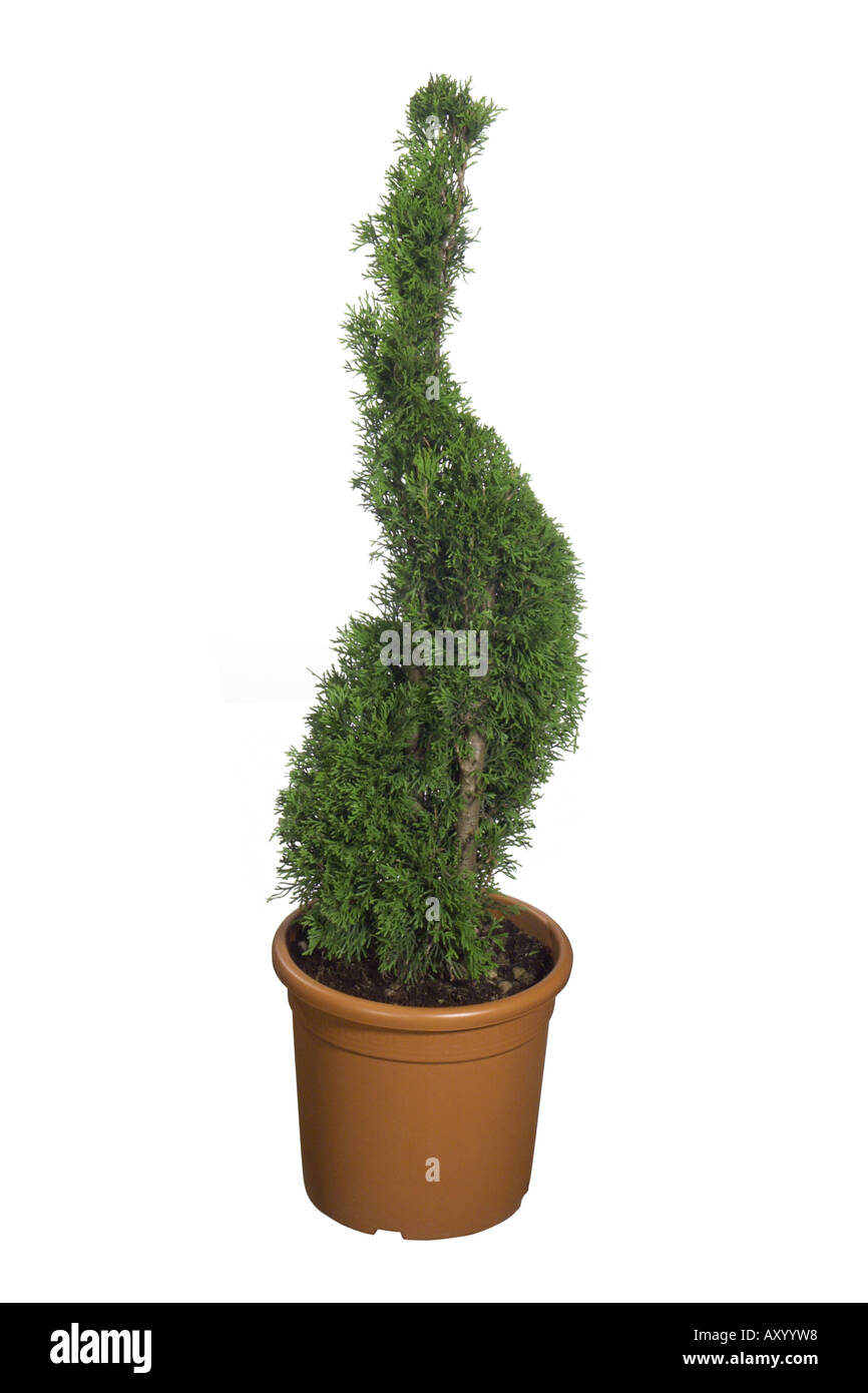 yellow cedar, eastern white cedar (Thuja occidentalis 'Smaragd'), potted plant, spiral Stock Photo