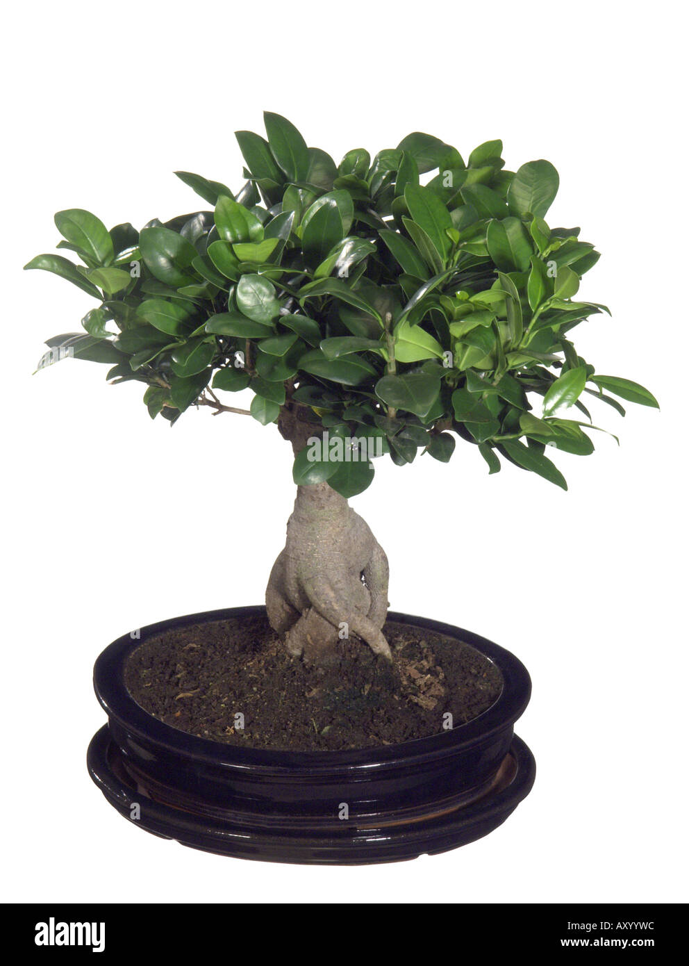 laurel fig (Ficus retusa, Ficus Ginseng), Bonsai Stock Photo