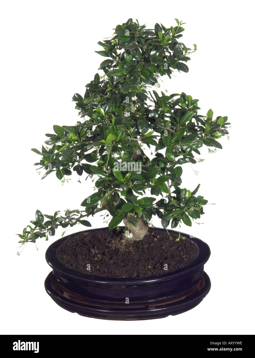 Carmona, scorpionbush (Carmona retusa, Carmona microphylla, Carmona hterophylla, Ehretia retusa, Ehretia microphylla), Bonsai, Stock Photo