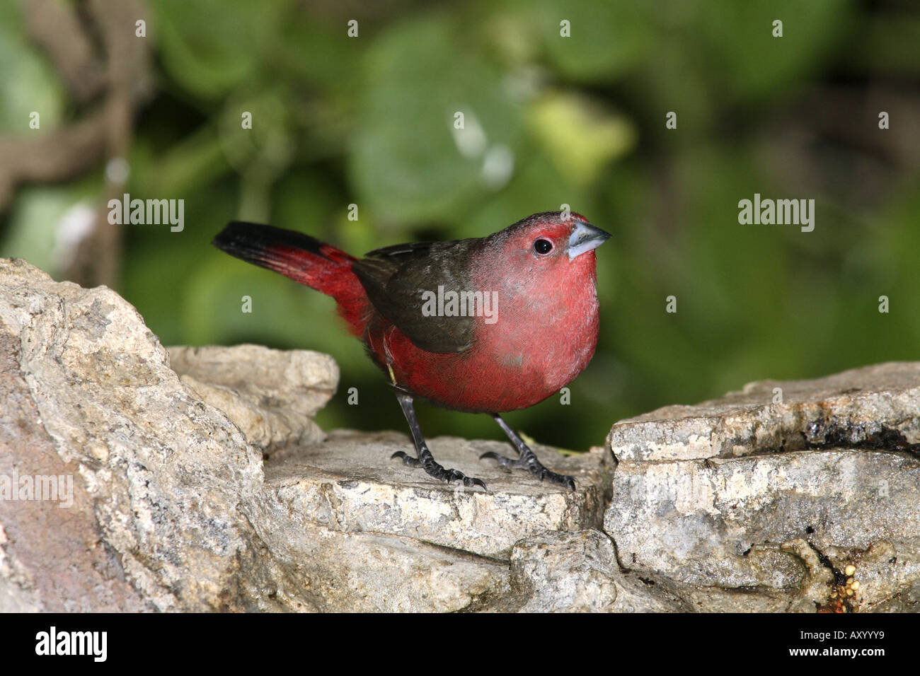 African fire finch (Lagonosticta rubricata), sitting on a rock, Kenya Stock Photo