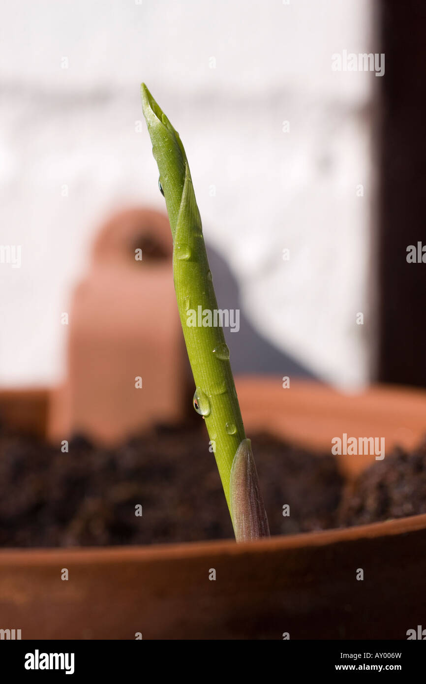 Close up view of a new Lily of the Valley plant shoot emerging from the soil in Spring Stock Photo