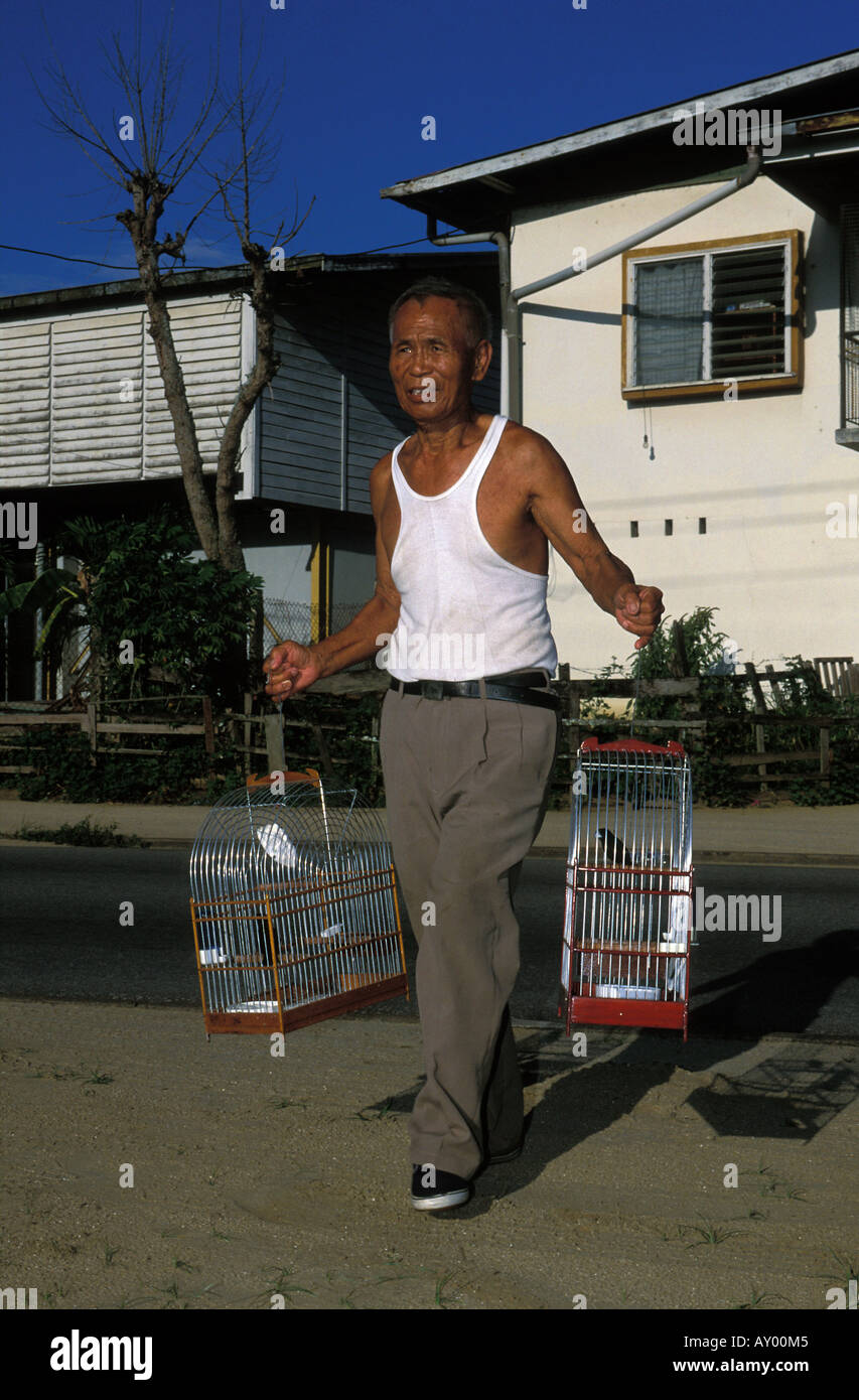 Paramaribo a man putting his songbirds outside in the morning Stock Photo