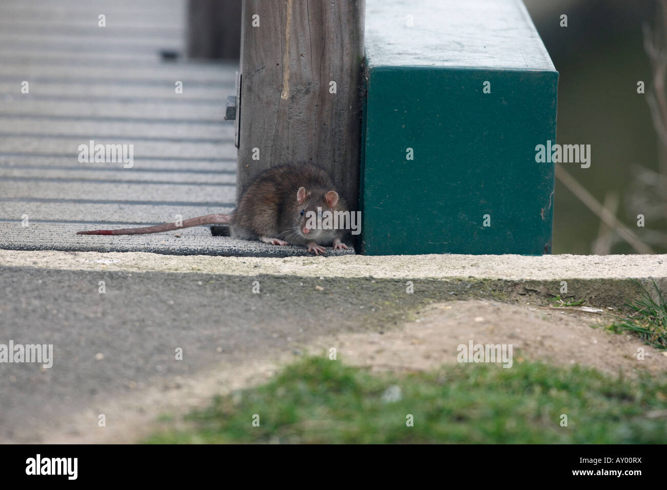 Brown rat Rattus norvegicus Dorset winter Stock Photo