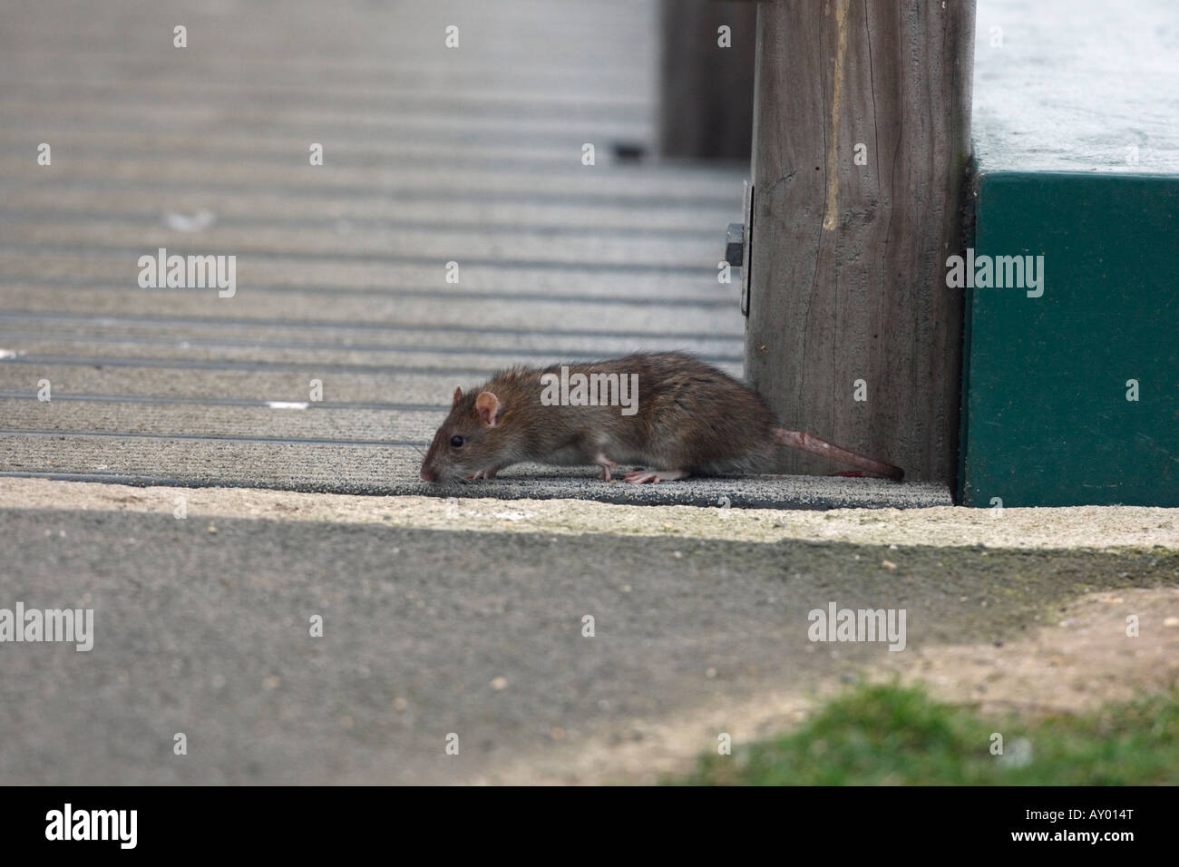 Rattus rattus hi-res stock photography and images - Alamy