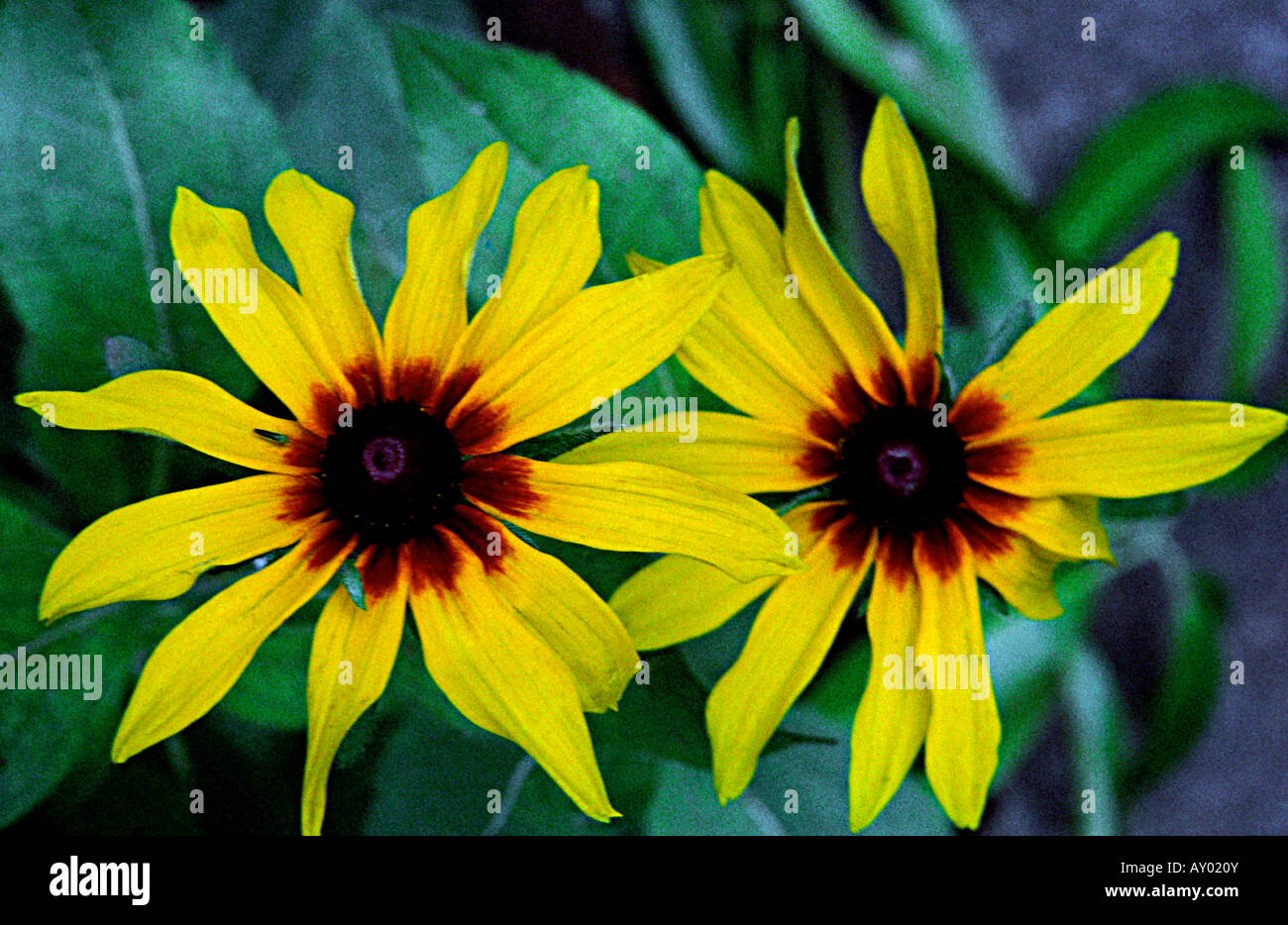 Beach Sunflower, Cucumberleaf Sunflower, Helianthus debilis, Asteraceae (daisy family), At Empress garden flower Annaul Show, Stock Photo