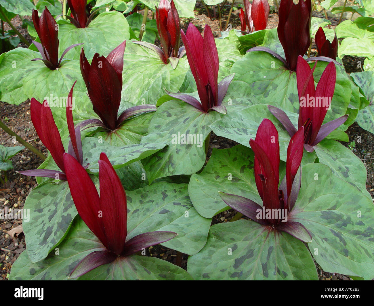 Trillium chloropetalum Rubrum Stock Photo