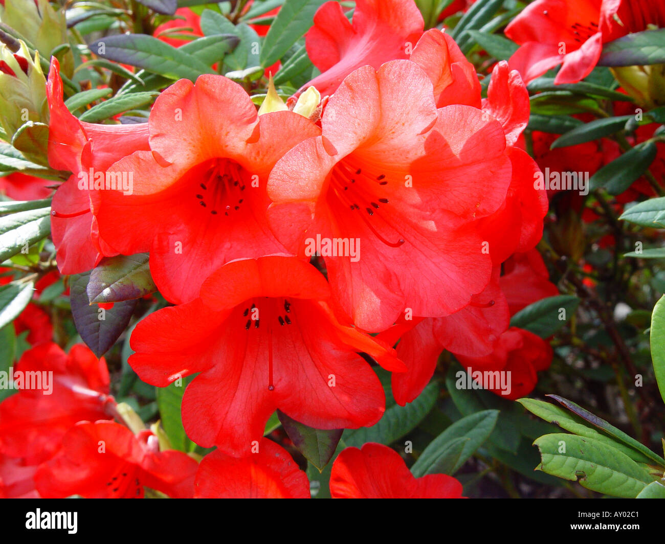 Rhododendron Elizabeth Stock Photo