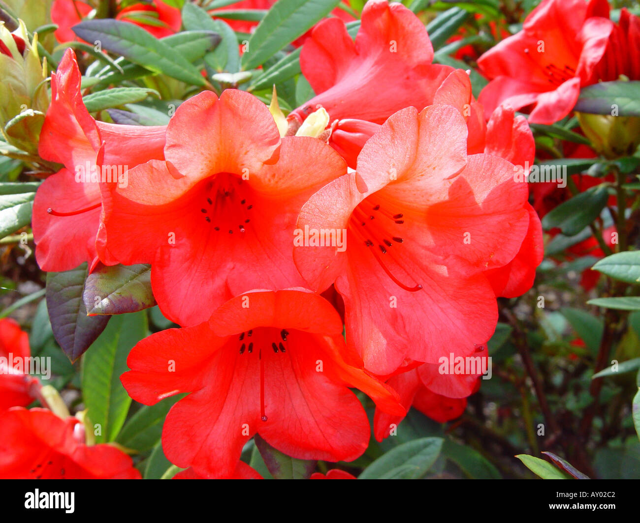 Rhododendron Elizabeth Stock Photo