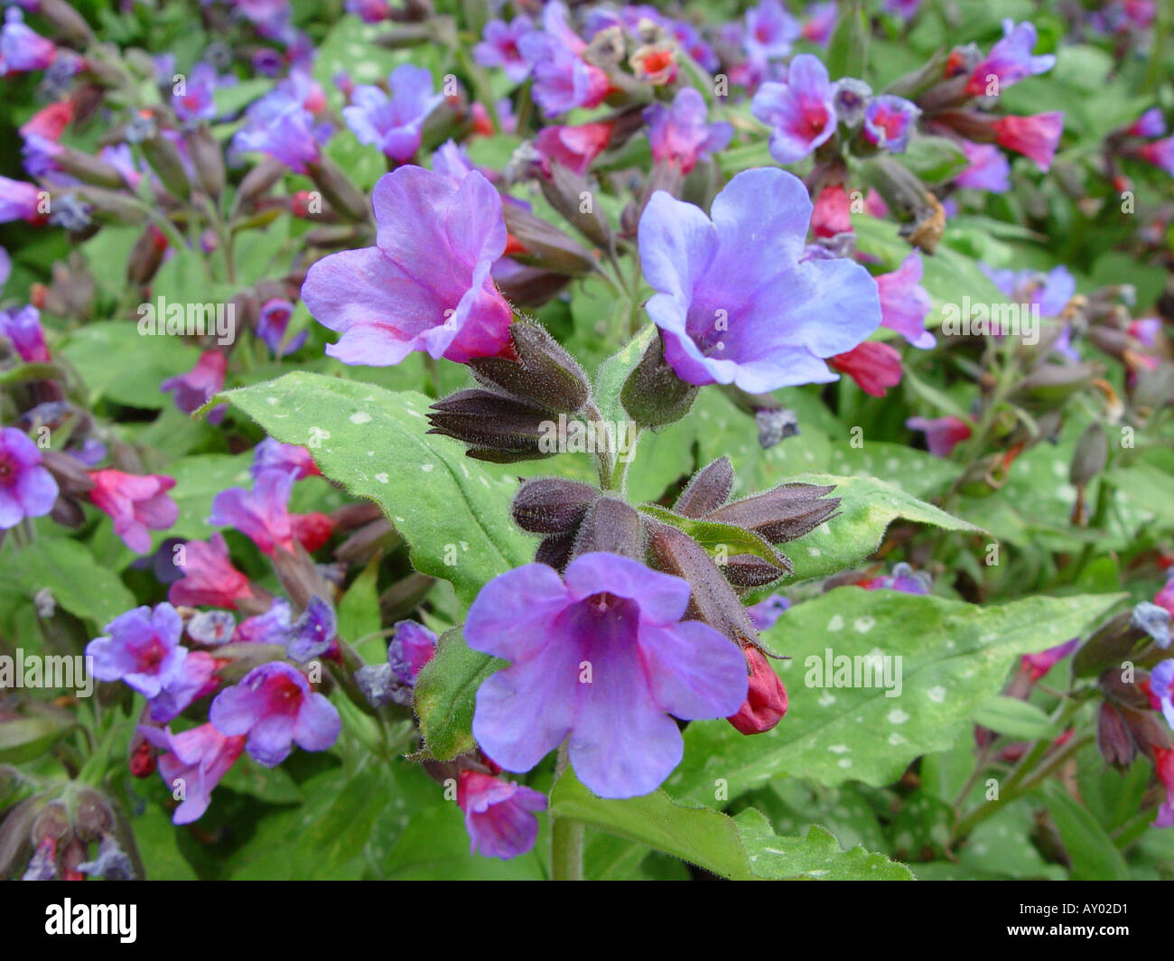 Pulmonaria vallarsae Spring flowering perennial Stock Photo