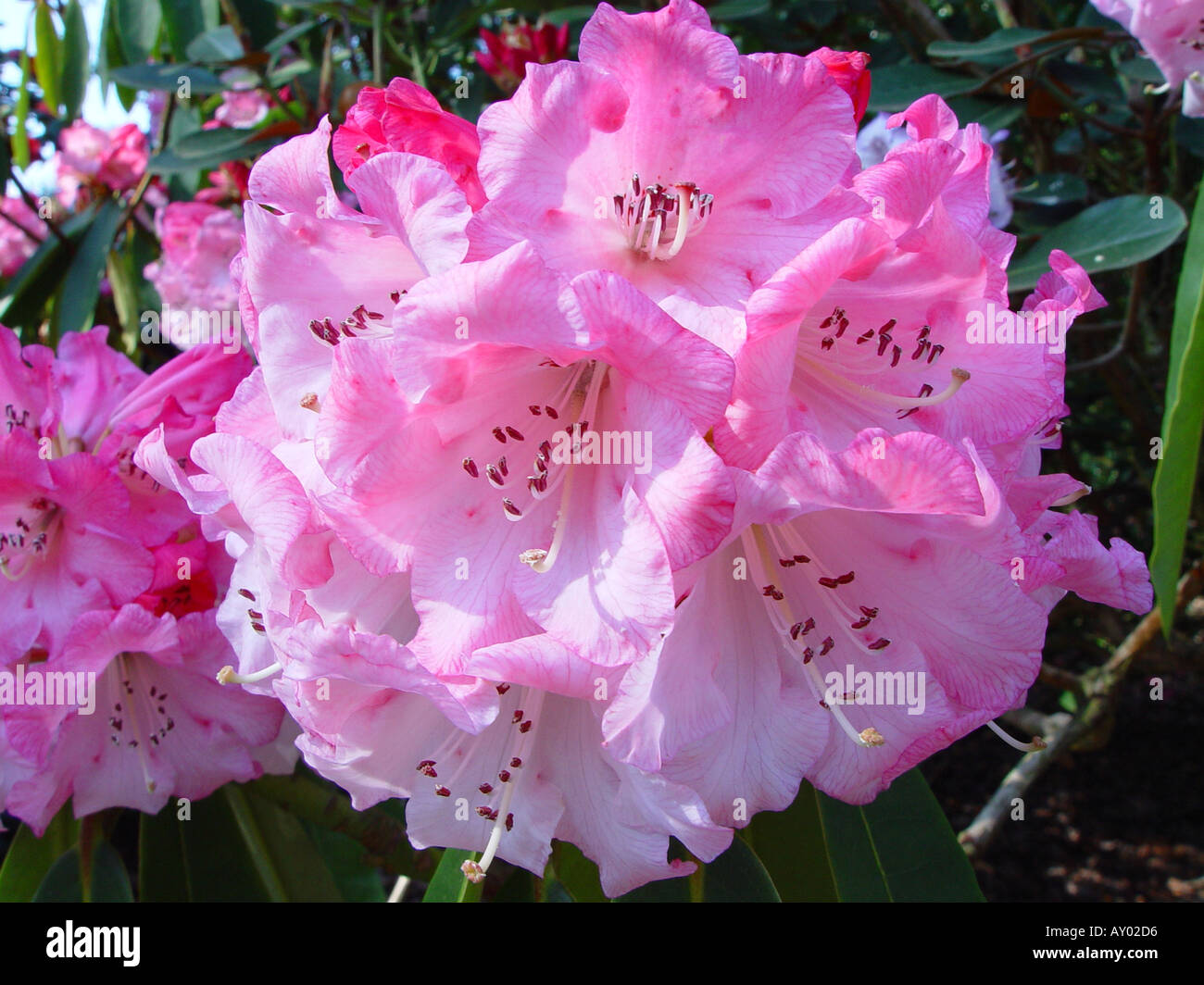 Rhododendron Catherine Hopwood Stock Photo
