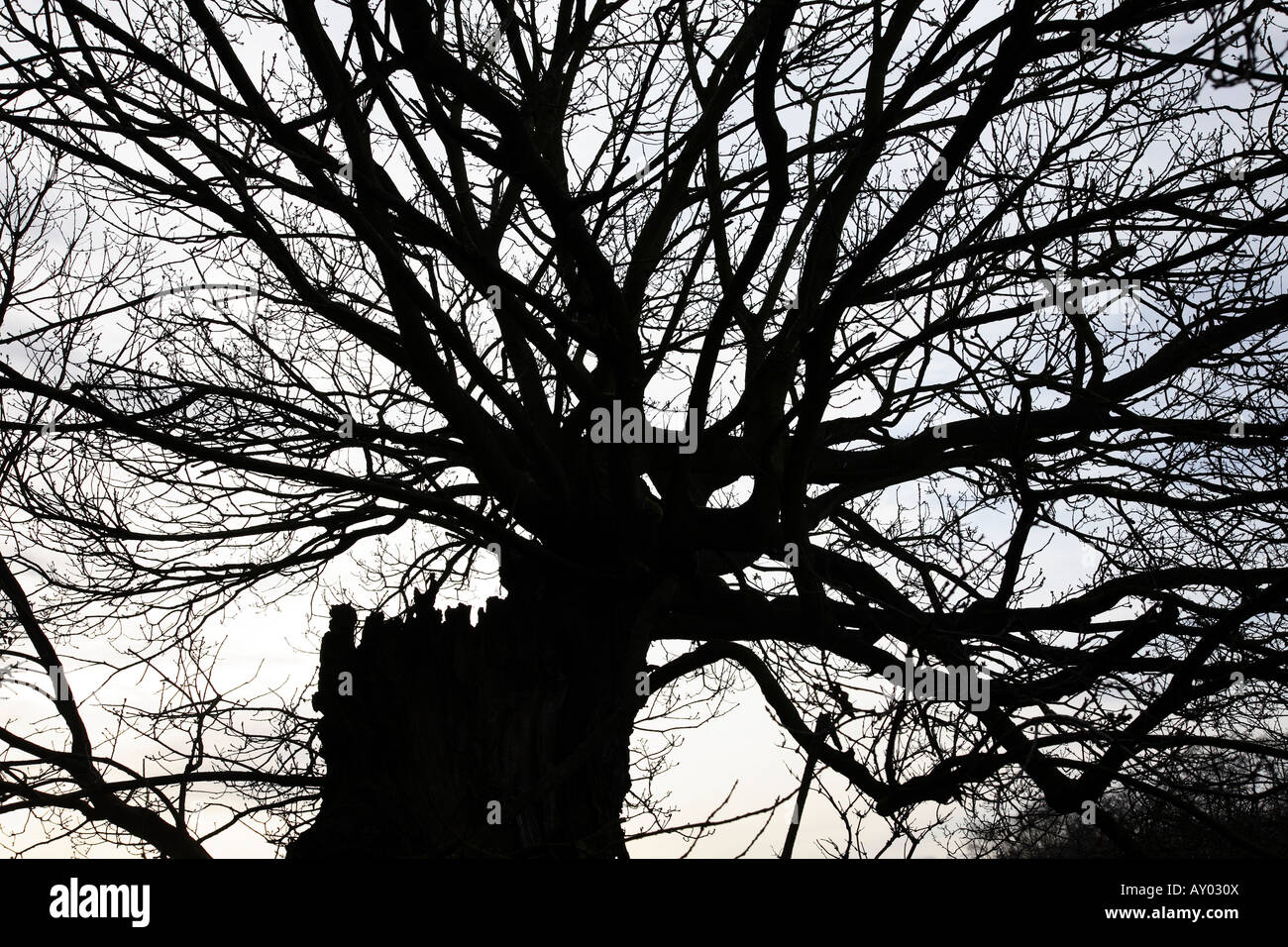 Tree branches Stock Photo