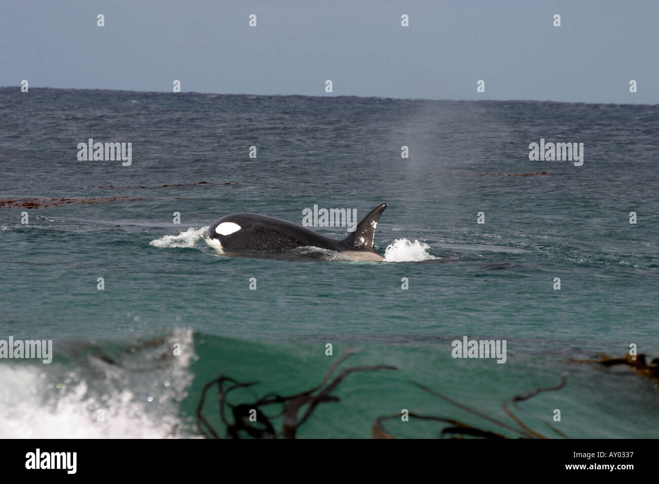 Orca the killer whale hi-res stock photography and images - Alamy