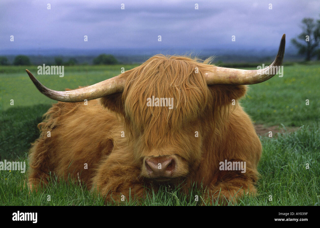Highland Cattle seen in the Scottish Highlands Scotland UK Stock Photo ...