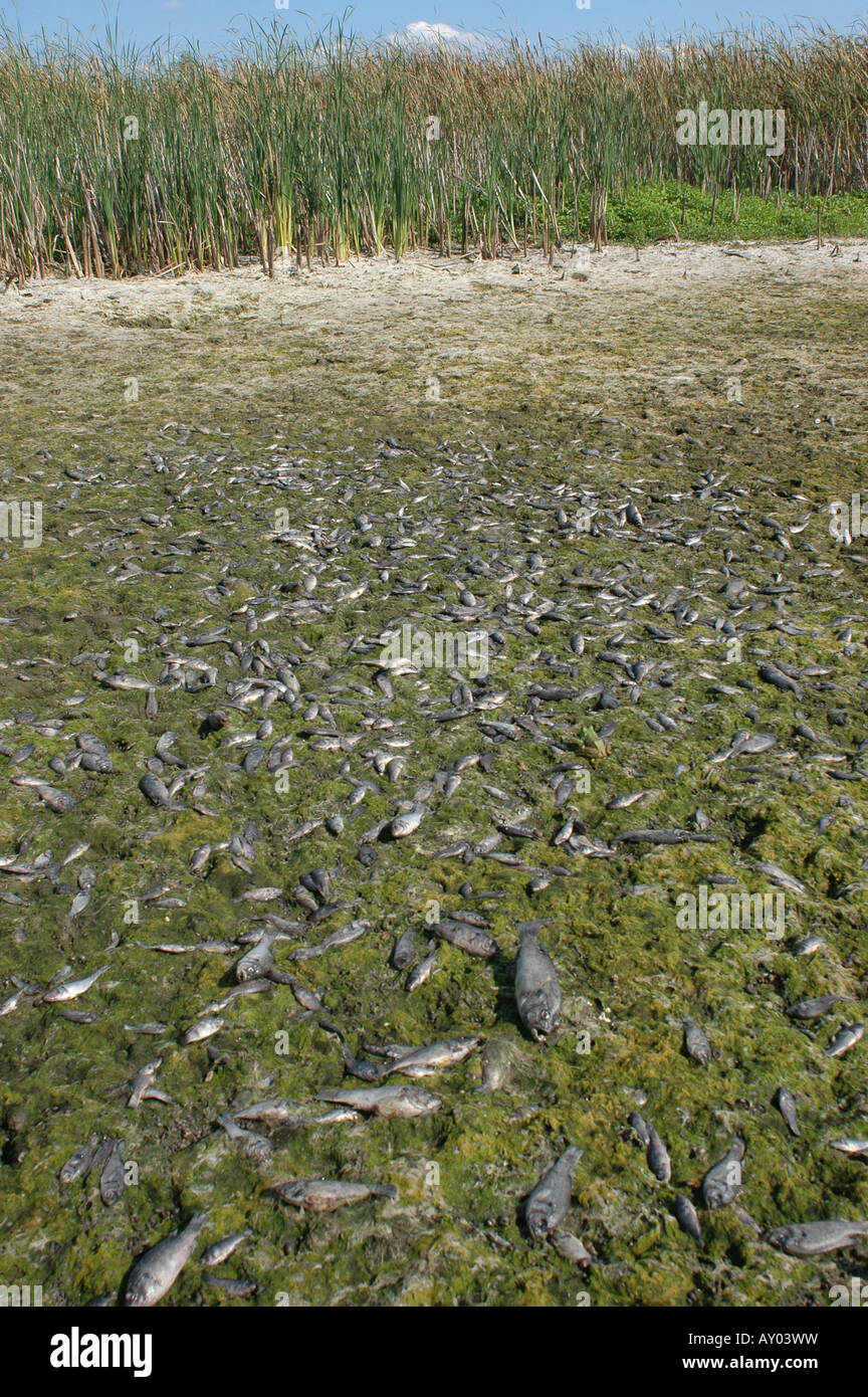 dead fish dried dry pond marsh drought ohio wetland evaporated carcass