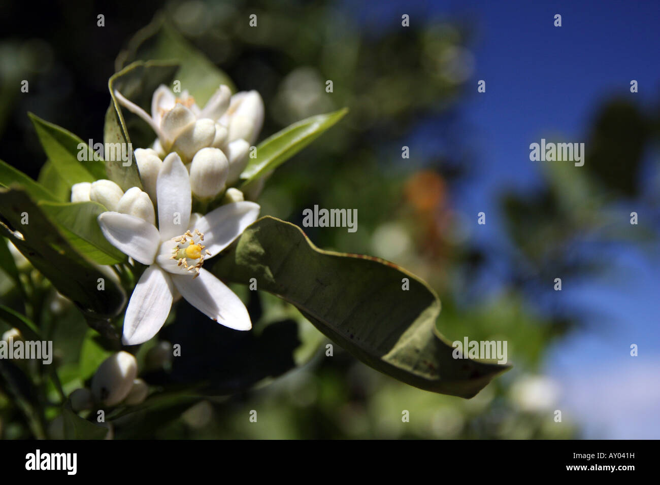 Azahar Flowercolor Azahar flower hi-res stock photography and images - Alamy