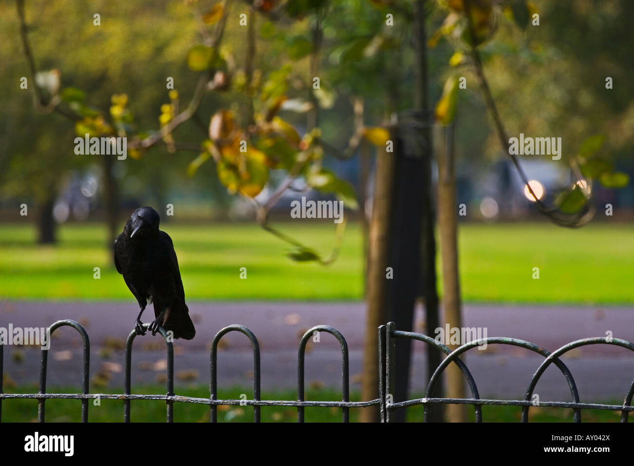A  Euroasian blackbird in Greenwich Park Turdua merula Stock Photo